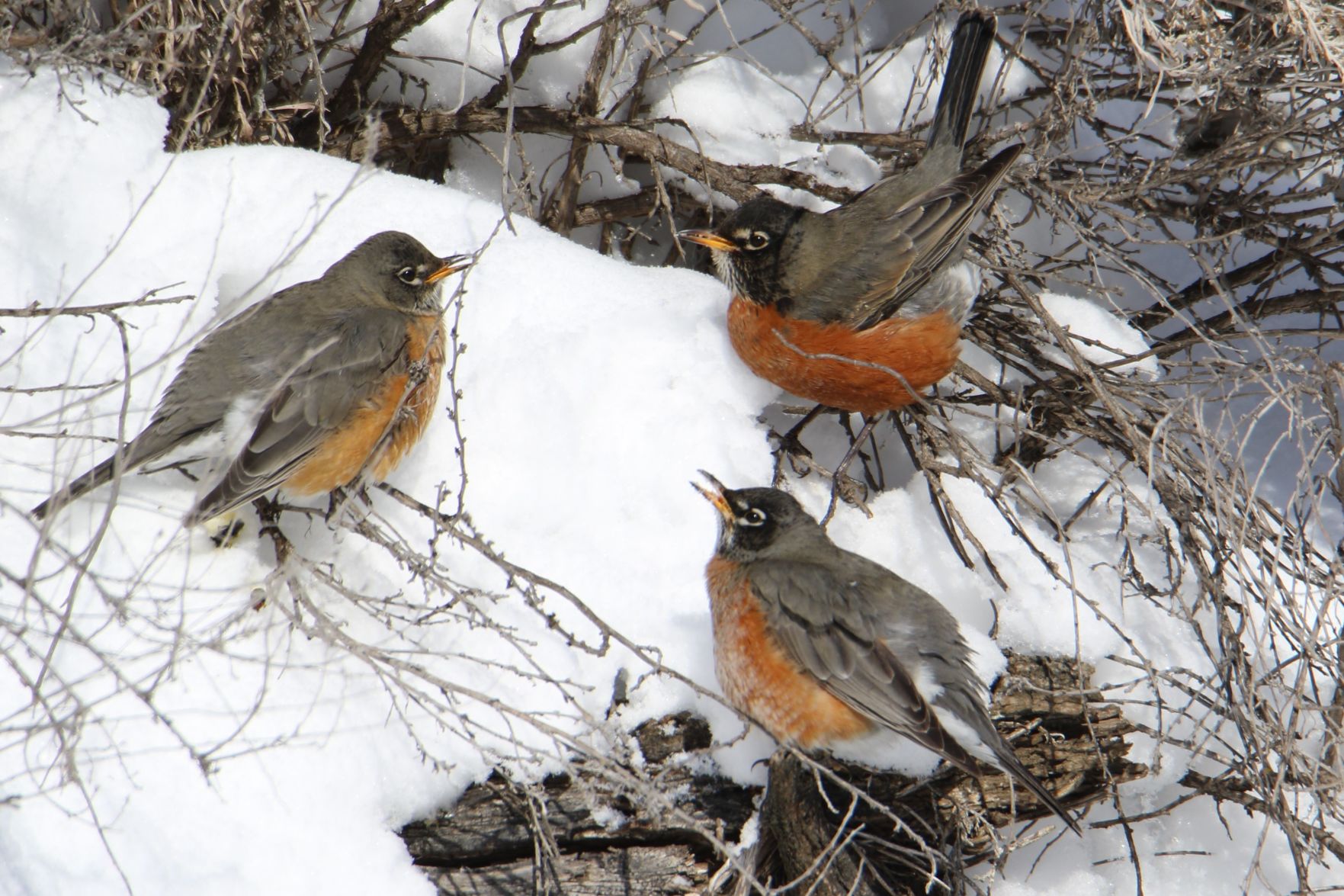 Robin Gathering